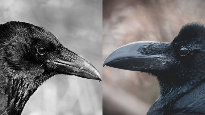 What's the Difference Between a Raven and a Crow?