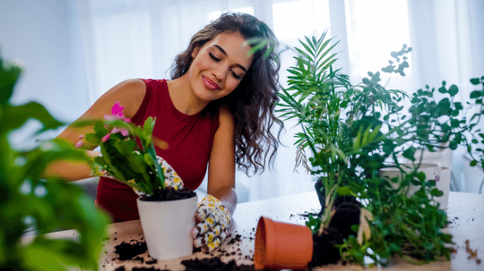 18 Plants For Indoor Environments (And Their Benefits)